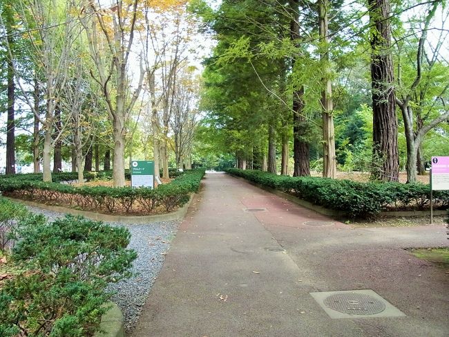 　まずは、プロムナードに出ます。ここにはセコイアとメタセコイアの巨木が交互に植えてあり、セコイアの並木道になっています。