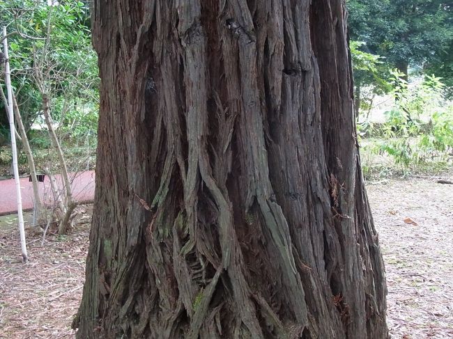 これはセコイアです。<br />　<br />　セコイアは北アメリカ西海岸が原産で樹高１００ｍにもなる常緑針葉樹だそう。