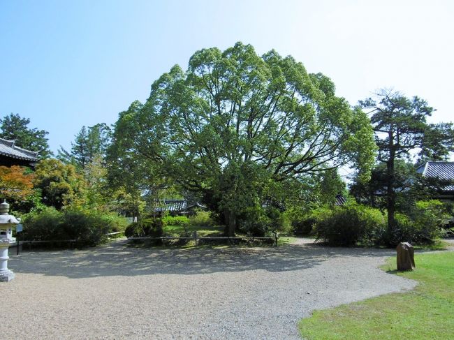 東金堂跡。<br /><br />今はない「東金堂跡」と、この大きな木の根元に説明書きがあった。