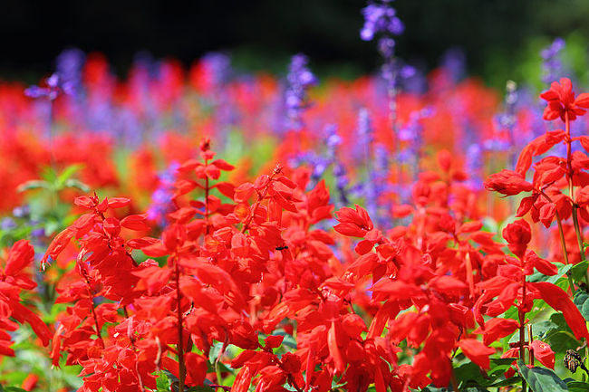 さて、ここはコスモスが評判だそうで、もらった園内地図を見ながらぶらぶら歩きましょう。<br />サルビアも綺麗に咲いています。