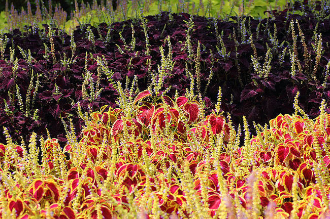 気品のある花。
