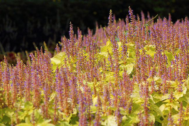 結構いろんな花が咲いています。