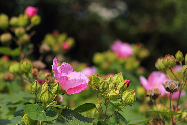 芙蓉でしょうか。