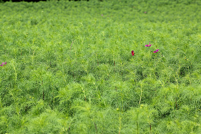で、お目当てのコスモスですが、あれれ、咲いてません。
