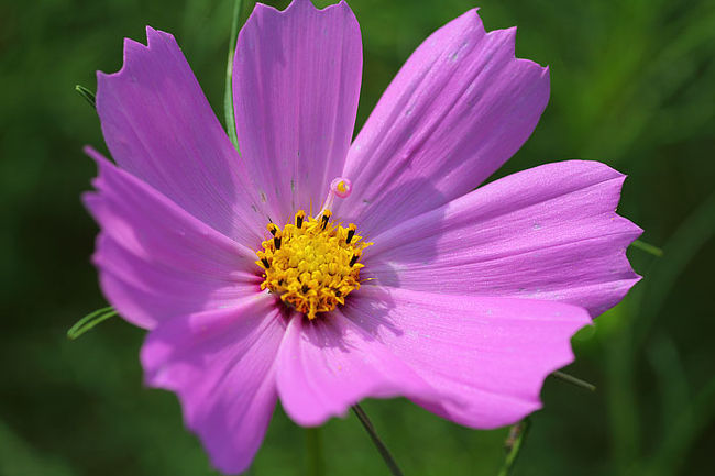 それでもせっかくコスモスが評判のアイランドパーク、辛うじて咲いていた一輪に接近しました。