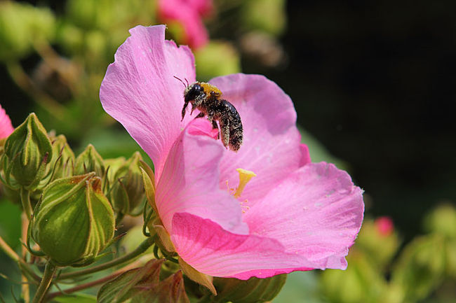 コスモスにがっかりしながら、とぼとぼと戻りましょう。<br />体を花粉だらけにしてみつを吸うクマバチ。