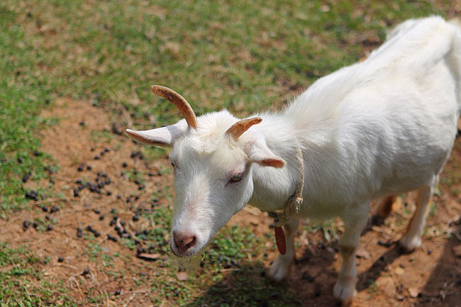 おっ、ヤギさん。ここが沖縄でなくてよかったね。