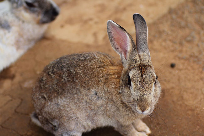 ウサちゃんも。