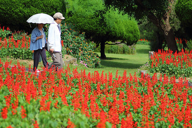 コスモスには裏切られましたが、サルビアには癒されます。