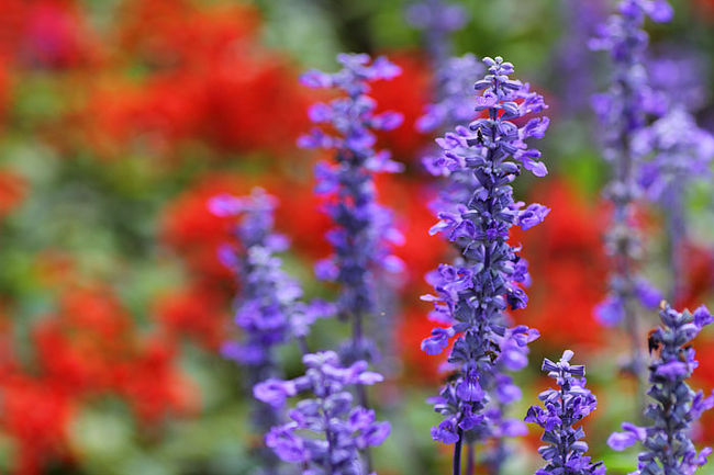 この紫の花も可憐です。