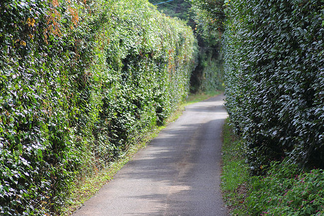 さて、アイランドパークを後にし島中央の展望台へ行きましょう。残念ながらバスは出た直後。次のバスまで一時間あるので歩いて行きましょう。