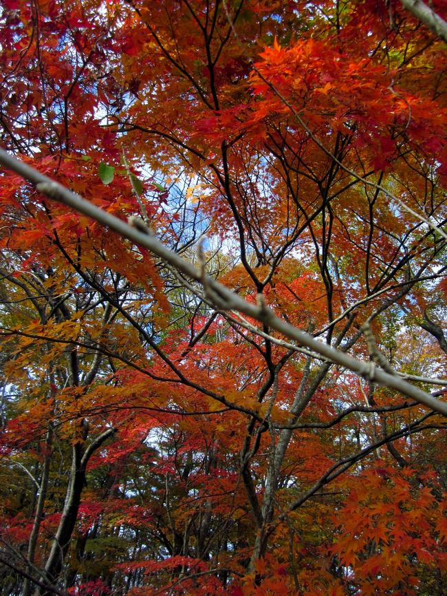美しき紅葉に魅せられて～福島県猪苗代湖白鳥浜、土津神社、亀ケ