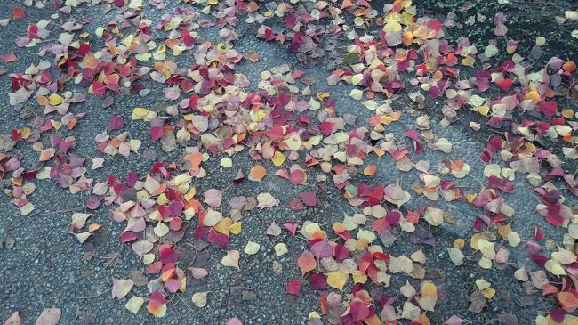 途中の路面は、こんな感じです(^_^)