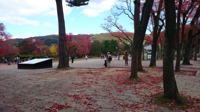 奈良公園は、スッカリ紅葉していました。それを横目に、春日大社に向かいます。