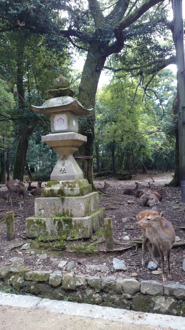 奈良公園一帯、普通に鹿さん達がいます。ただ、観光客が鹿煎餅を持つと、要注意みたいですよ！襲って来るかのように群がります。