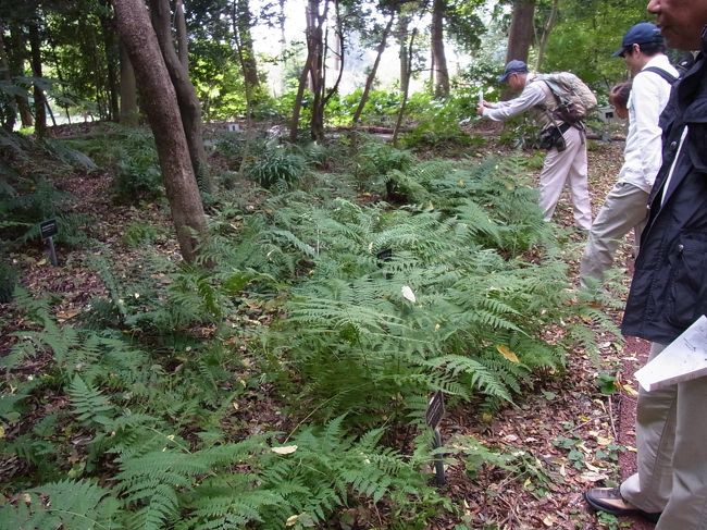 　次は「シダエリア」を観る。良く分からなかったので、植物園のＨＰに依れば次の様に解説されています。<br />ここには約210種類1000株以上のシダが見られ、以下の6コーナーと解説があります。<br />1.１． 筑波学園都市周辺(筑波山を含む)に見られるシダ<br />2.２． シダの分類、形態、繁殖法の解説<br />3.３． 無配生殖をするシダ<br />4.４． シダの自然雑種と推定両親種<br />5.５． ヒマラヤ(日華区系)のシダ<br />6.６． シダの侵入と定着(林床のシダがどのように侵入定着するか池の浚渫土を入れて実験)　<br />