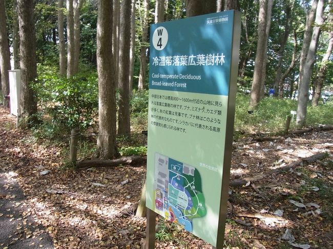 冷温帯落葉広葉樹林エリア<br />　中部日本の800〜1600mの山地に見られる森林で、ブナ帯と呼ばれます。ブナ、イヌブナ、ミズナラ、カエデ類の落葉樹からなり、林床が明るく低木層のツツジ類や草本層の種類が豊かです。チドリノキ、ウリカエデ、カジカエデ、ヒトツバカエデ、カラコギカエデ、ハウチワカエデ、メグスリノキ、ウリハダカエデ、コハウチワカエデなど日本固有のカエデ属の種が多く生育します。<br />
