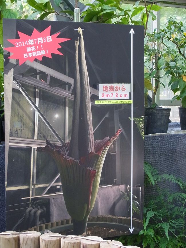 　ここでの見ものは「ショクダイオオコンニャク」でしたが、実物は枯れていました。写真が展示されています。別名スマトラオオコンニャクと呼び、7年に１度、2日間しか咲かない、世界一大きな花だそうです。実物を観たかったなｱ〜。しかし、既に、芽が出ているもを観ました。筍の様に土から顔を出しています。