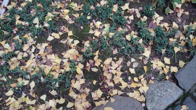 秋色模様、銀杏が落ちているの 分かりますか？  後殿付近
