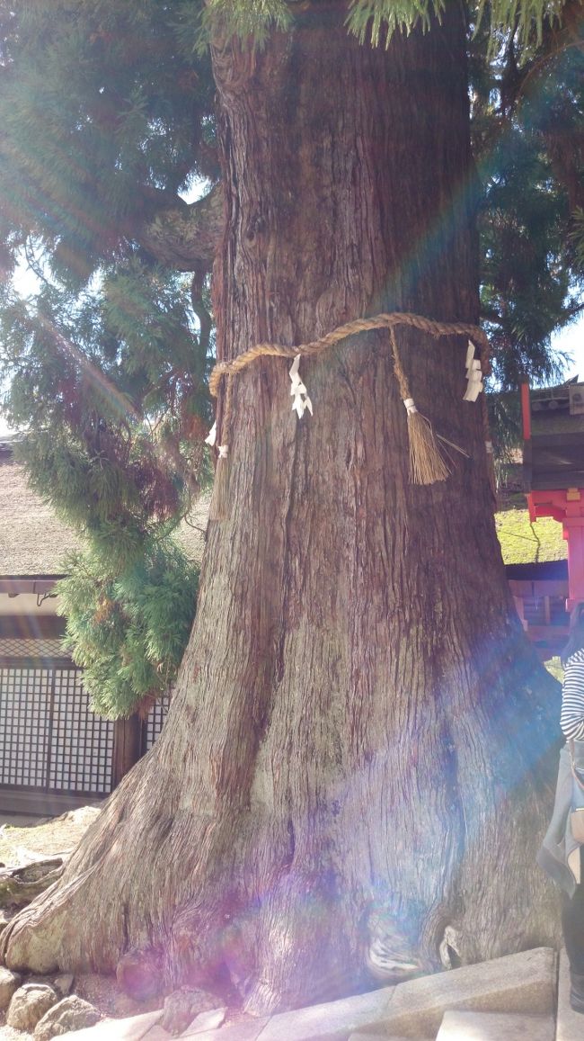 大杉・・・現在周囲約8?弱、鎌倉時代の″春日権現験記″には幼木の姿で描かれているそうです。<br />時代の流れを感じます。<br />どれくらいの人達を見てきたんでしょうね！<br />思わず、木の肌に掌を当てて少しの間目を閉じていました(ー_ー)ノ[]<br /><br />春日大社を後に  若宮・夫婦大黒社を参拝し、奈良公園に向かいました。