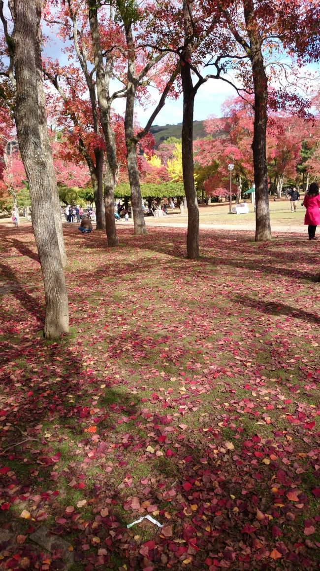 さて、奈良公園に戻ってきました。紅葉が綺麗です。でも、今の私は  花より団子状態です。