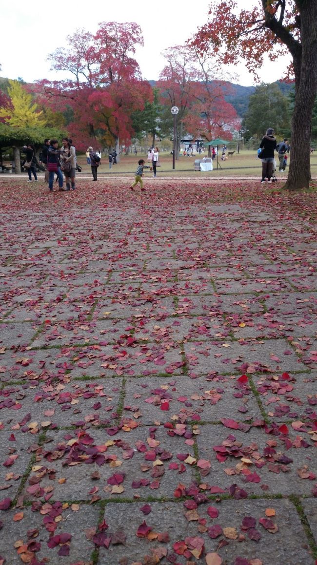 お天気も良いので、ここで昼食にします。