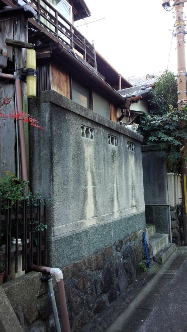 二日目は飛鳥をサイクリング。石舞台古墳を見て飛鳥時代にタイムスリップしたいと思います。<br /><br />朝8時頃のならまち。町屋が並び、雰囲気あるなぁと思いながら駅に向かっていると、塀の上からこちらをジッと見る猫さん。ん、お見送りありがとうございます。