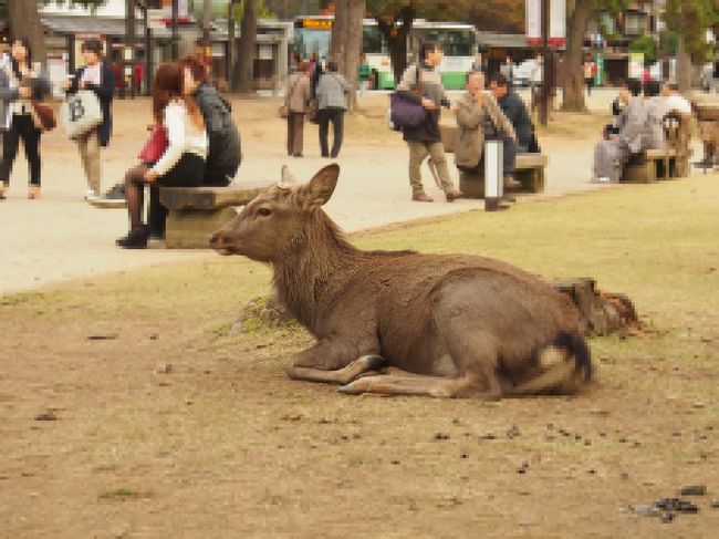 正倉院展をオータムチケット（800円）で見るために、奈良国立博物館へ向かいます。金券屋さんで安く買うのも良いですね。写真は鹿さん。さすが奈良公園の主ですね、貫禄があります。