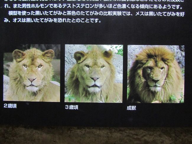 ついに四国遠征 高速夜行バスでレッサーパンダに会いに 愛媛編 4 日本の動物園で唯一家族で暮らすアフリカゾウ 子ゾウの砥愛ちゃん めっちゃ可愛い ちょっとしか会えなかったしろくまピースちゃん その他の猛獣 伊予 砥部 愛媛県 の旅行記 ブログ By まみ ついに四国遠征 高速夜行バスでレッサーパンダに会いに 愛媛編 4 日本の動物園で唯一家族で暮らすアフリカゾウ 子ゾウの砥愛ちゃん めっちゃ可愛い ちょっとしか会えなかったしろくまピースちゃん その他の猛獣 伊予 砥部 愛媛県 の旅行記 ブログ By まみ