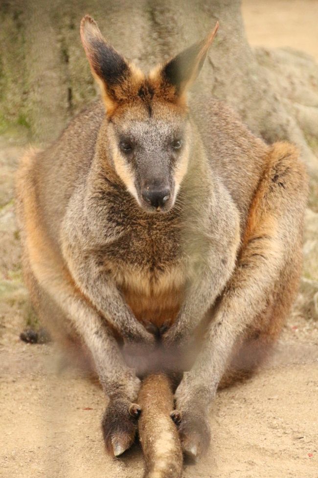 ついに四国遠征！～高速夜行バスでレッサーパンダに会いに・愛媛編（５）オランウータンのつなわたりとライオン・ウォッチングのイベントを含め、いろいろ見て回れたとべの動物たち