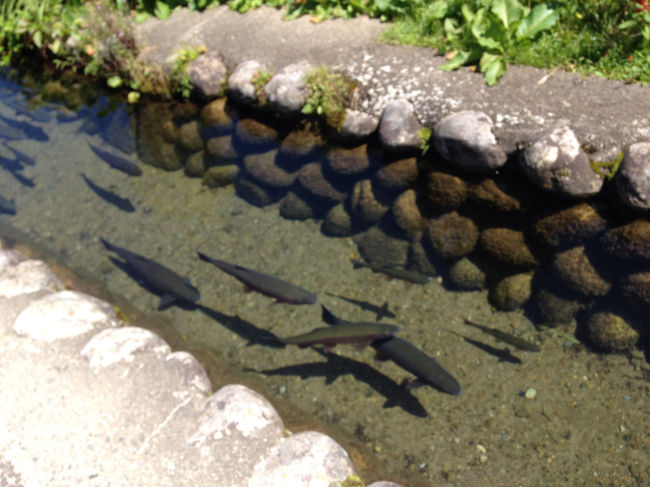 用水路には、鯉が泳いでます?<br />綺麗な水。<br />昔いった津和野を、思い出しました。