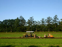 冬は駅前まで丹頂がやってくる茅沼駅、今まさに収穫の時期のようですがこの畑は甜菜かな？