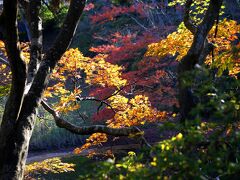 ☆旭ヶ岡公園

次にやって来たのは須賀川市の南部にある旭ヶ岡公園。
旭ヶ岡公園は我が家から車で５分ほど、明治３３年(１９００年)の大正天皇ご成婚をお祝いして作られたれた歴史ある庶民の公園です。
開園１１４年にもなるので古木銘木が多くとくに紅葉は福島県内でも指折りの美しさで、春の桜やツツジもまた見事なんですよ。
もちろん私の行く所ですから入園料はタダです(^^♪。
国道４号線沿いにあり、信号機のある公園入り口を奥に進むと無料の駐車場があり２０台くらい駐車できます。 
