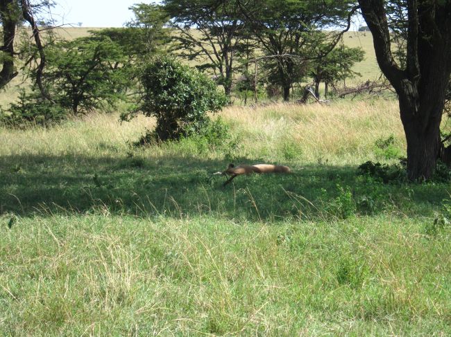 木陰で昼寝中のメスライオンを発見♪