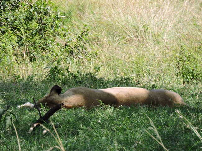 『お〜い、生きてますか〜？』<br /><br />私達、全く相手にされてません＾＾<br />微動だにしないので、このままそっとしておきましょ。