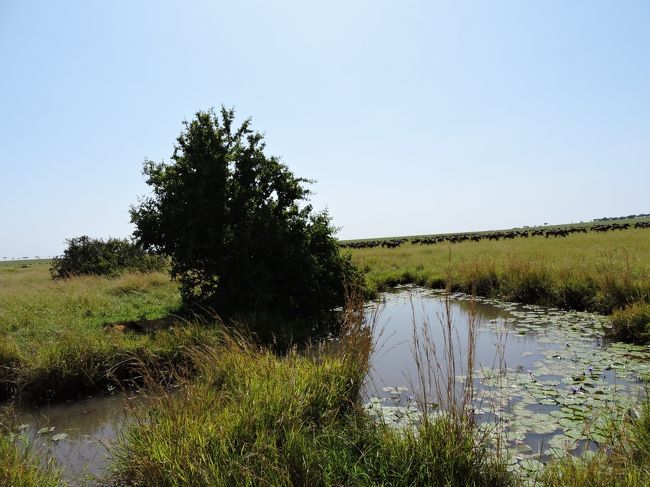 ライオンを探せ！<br /><br />