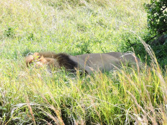 やった！オスだ♪♪<br /><br />が、しかし、、、がっつりお休み中＾＾；<br /><br />起きてくださーーーい！お願いしまーーーす！