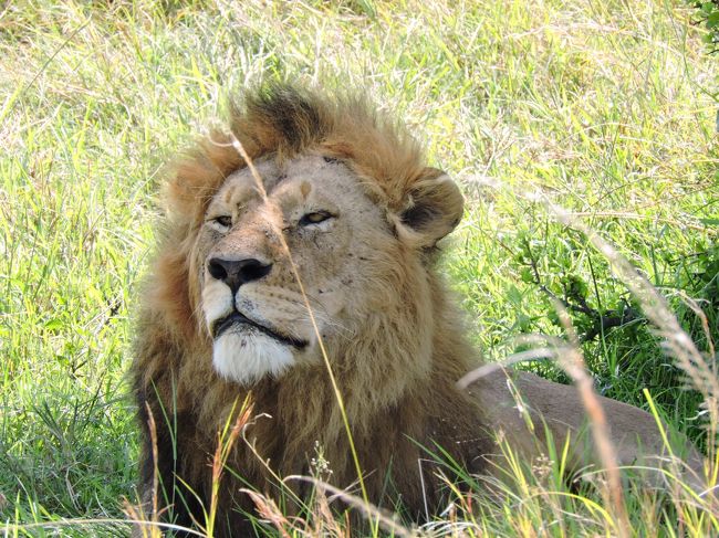 コノたてがみが見てみたかったのぉ〜☆<br />できることなら触ってみたい♪<br /><br /><br />ちなみに私達のレンジャーさん、銃を持っていません。<br />かわりに知識と経験を持っているので<br />「降りるなんてもってのほか、絶対に車から手足を出さないように」との事です。