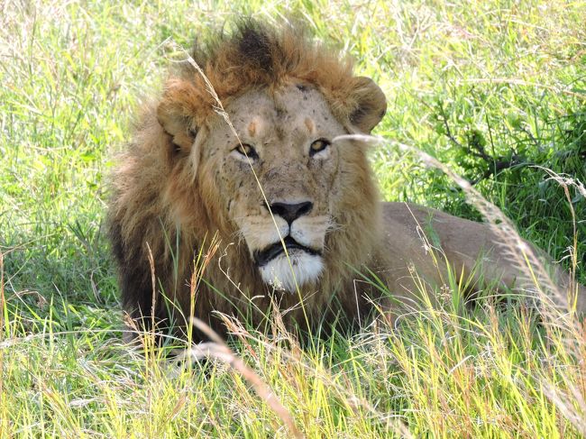 さすがは＜百獣の王＞鋭い目つきでらっしゃる。<br /><br />意外にも狩が上手じゃないみたいだけど Lock on されたくはないですね＾＾