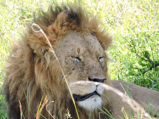 まぁ鋭い目をしたのはほんの一瞬です。<br />無理矢理起こしたからひらすら眠いみたい＾＾<br /><br /><br /><br /><br />私達はもう行くので二度寝してくださ〜い＾＾<br />今度遇った時には、捕食シーンを見せてちょうだいね(*・∀-)☆