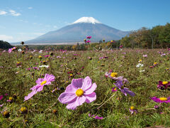 ダイヤモンド富士の時間までまだあるので、暇つぶしに花の都公園へ。この時期の名物であるコスモスは、残念ながらピークを過ぎていて一面のコスモス畑とはいかなかった。