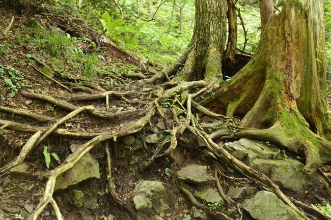 まだブナ林には入ってませんが。