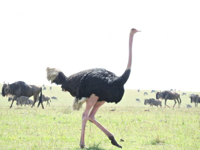 《ダチョウ　Ostrich》<br /><br /><br />脚が艶かしくもあり。。。中に人間が入っていそう＾＾