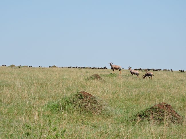 《アリ塚》越しの《トピ》、《トピ》越しの《ヌー》<br /><br /><br />本日〔Full Dayサファリ〕の主役はヌーですが。。。