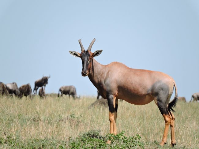 たまにはトピを主役に1枚。。。<br />と思っても、やっぱりヌーはそこにいる！＾＾