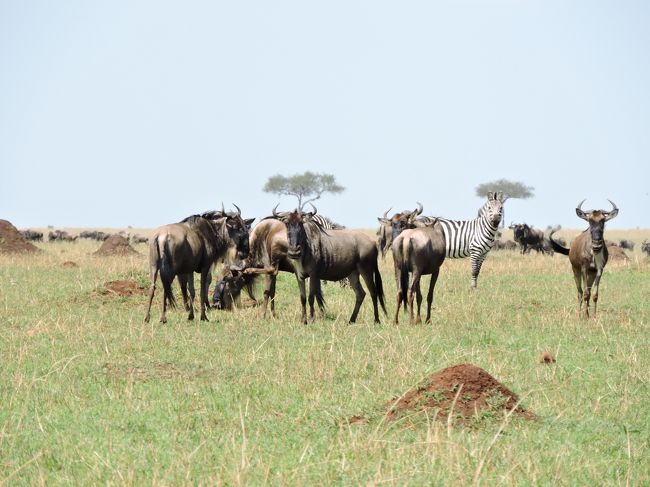 今日は君達に言葉にできないほどの感動を与えてもらいました。<br />ヌーさんに感謝、アフリカの大地に感謝、地球に感謝ですm(_ _)m<br />ありがとーーーーー！<br />