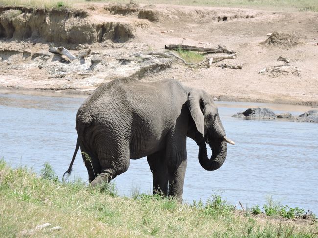 マラ川は動物たちのオアシスです。