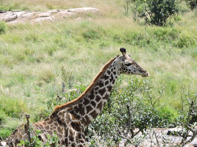 こちらはずいぶんと憂いのあるキリンさんで、、、色っぽい。