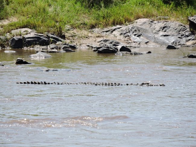 ワニもいるので、オアシスと言ってばかりはいられないですね。