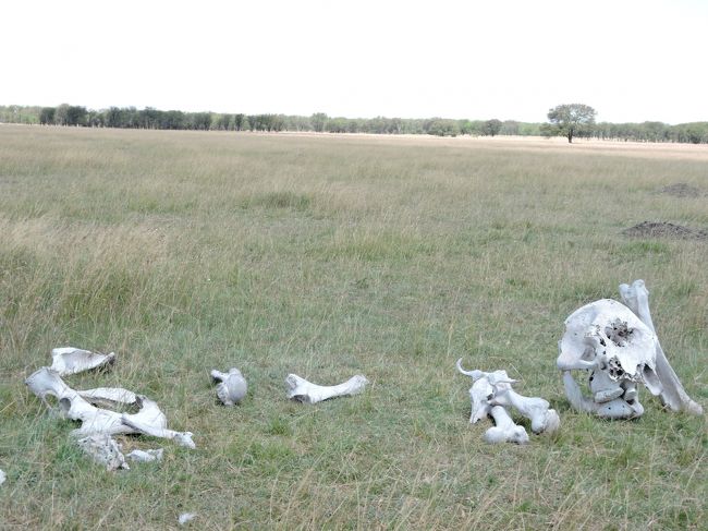 象とヌーの屍、、、弱肉強食、悲しいけど自然の摂理に従ったまでです。